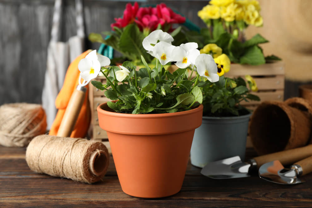 Une fourmilière dans mon pot de fleurs : que faire ? 3