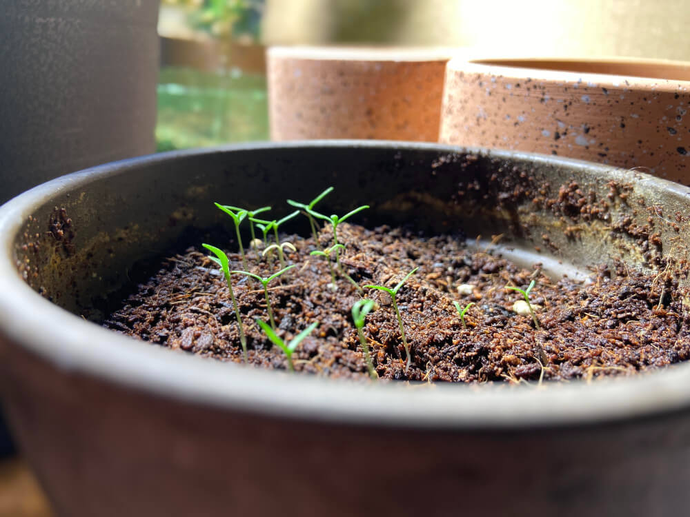 Une fourmilière dans mon pot de fleurs : que faire ? 2 Fourmis grouillant à la surface du terreau d'une plante en pot.