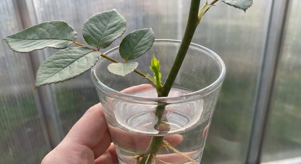 Tige de rose dans un vase d'eau montrant le départ d'une jeune pousse verte (bourgeon axillaire) à la base d'une feuille, phénomène rare qui suscite l'espoir du jardinier