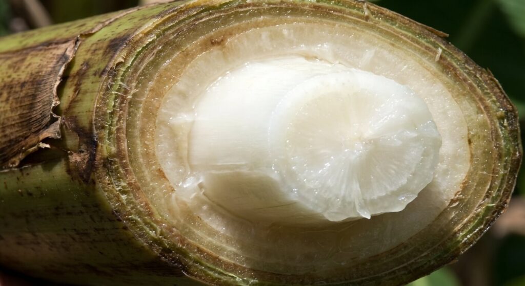 Coupe horizontale du faux-tronc (stipe) d'un bananier montrant le cœur blanc et juteux au centre, preuve irréfutable que la plante est vivante et va repartir