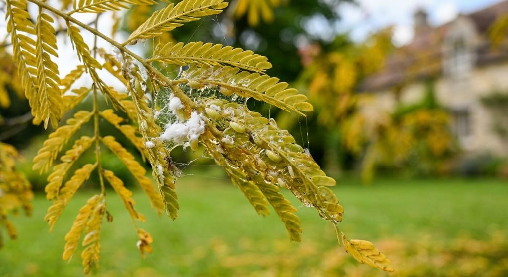 Albizia qui perd ses feuilles en été : causes, psylle, sécheresse et solutions 4 Présence de miellat collant et de larves de psylles sous les feuilles d'un arbre de soie.